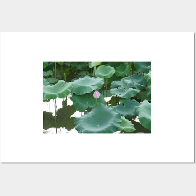 Lotus in Shinjuku Gyoen National Garden Wall Art by PugDronePhotos